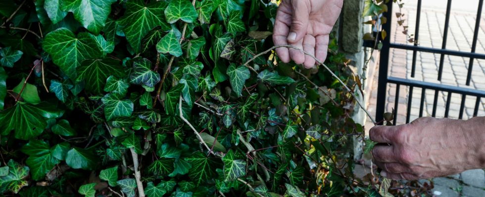 How to get rid of ivy Experts share their easy