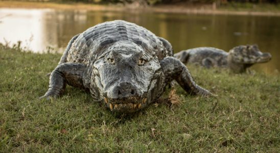 In Florida these golfers narrowly escape an alligator attack surprising