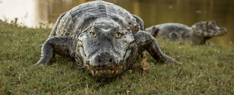 In Florida these golfers narrowly escape an alligator attack surprising