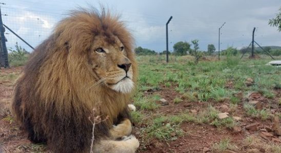 Lion found in Tienhoven completely at home in South Africa