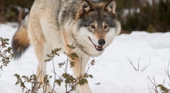 Lower threshold for shooting wolf