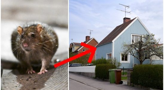 Mistakes attract the rats into your home Chewing through