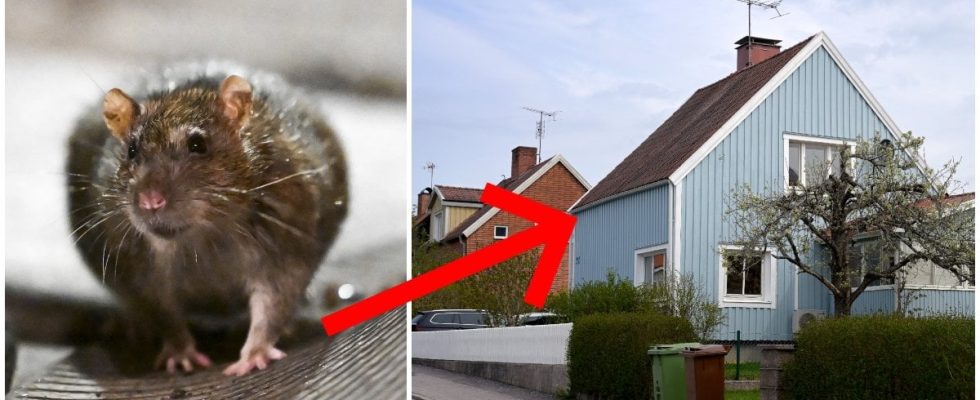 Mistakes attract the rats into your home Chewing through