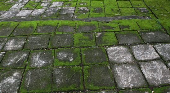 Moss can be permanently removed from your terrace thanks to