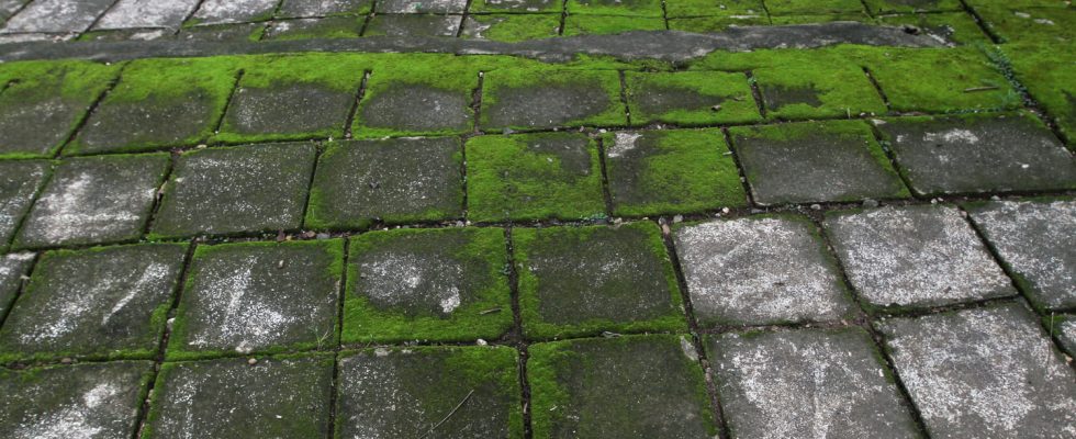 Moss can be permanently removed from your terrace thanks to