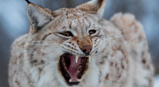 Now the lynx hunt begins 143 may be shot