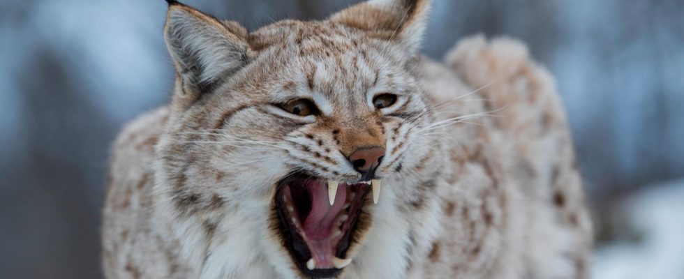 Now the lynx hunt begins 143 may be shot