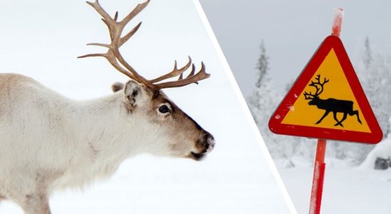 Over 2000 reindeer are hit every year thats how