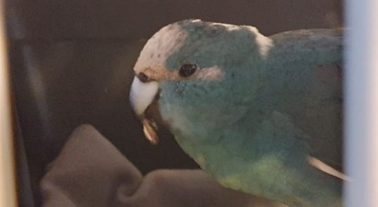 Owners of previously lost parrot Coco now find missing bird