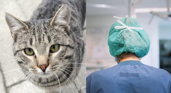 Pet owners rage against the veterinary giant Ustry prices
