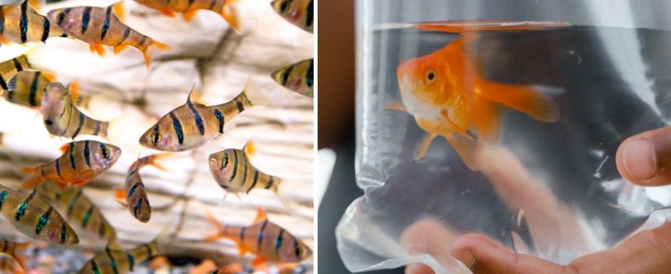 Pet store gives free fish to customers A fantastic idea