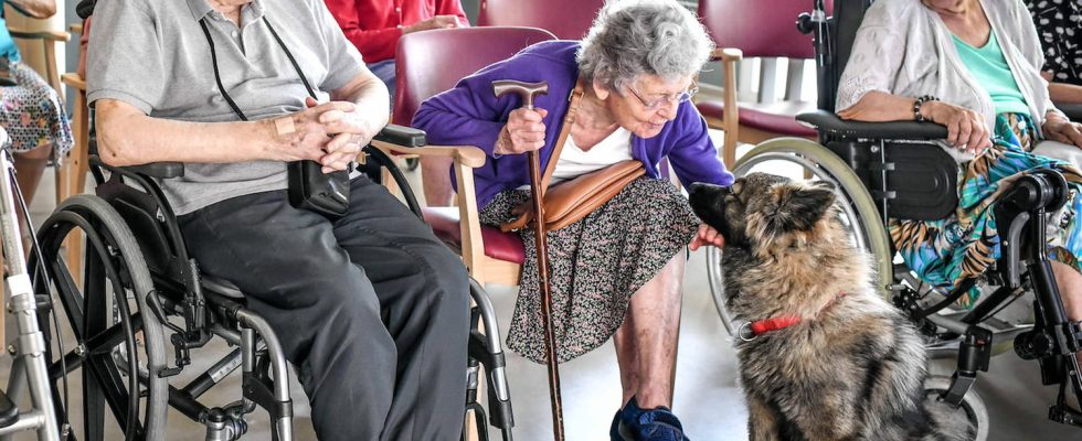 Pets allowed in nursing homes under what conditions