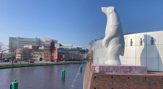 Pissing Polar Bear empties bladder from today in Groningen