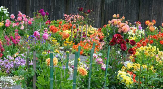 Plant these bulbs now to enjoy a flower garden this