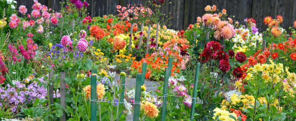 Plant these bulbs now to enjoy a flower garden this