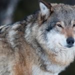 Protective hunting of the Scanian wolf stopped