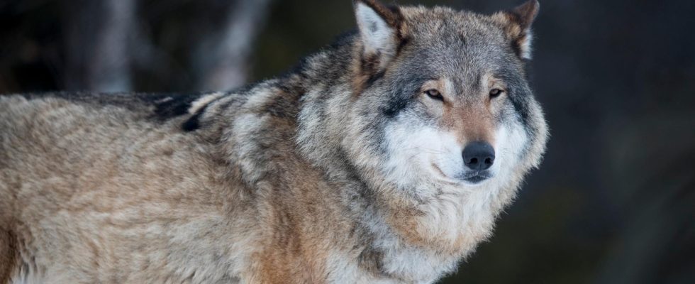 Protective hunting of the Scanian wolf stopped