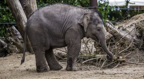 Remi used tongs to free elephant Yindi from a branch
