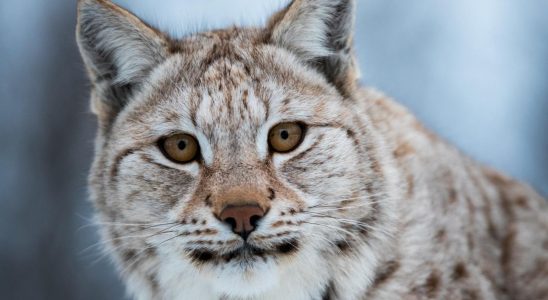 Rovdjursforening reports the lynx hunt to the EU
