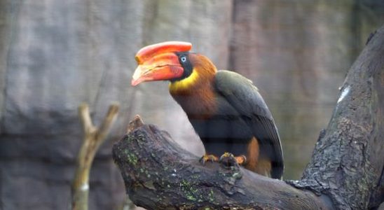 Rufous hornbills minister may confiscate exotic animals at Ouwehands Zoo