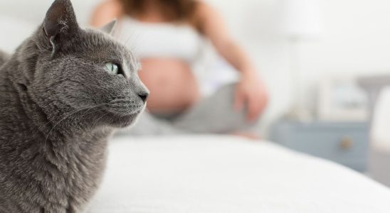 Six tips from a virologist to avoid toxoplasmosis