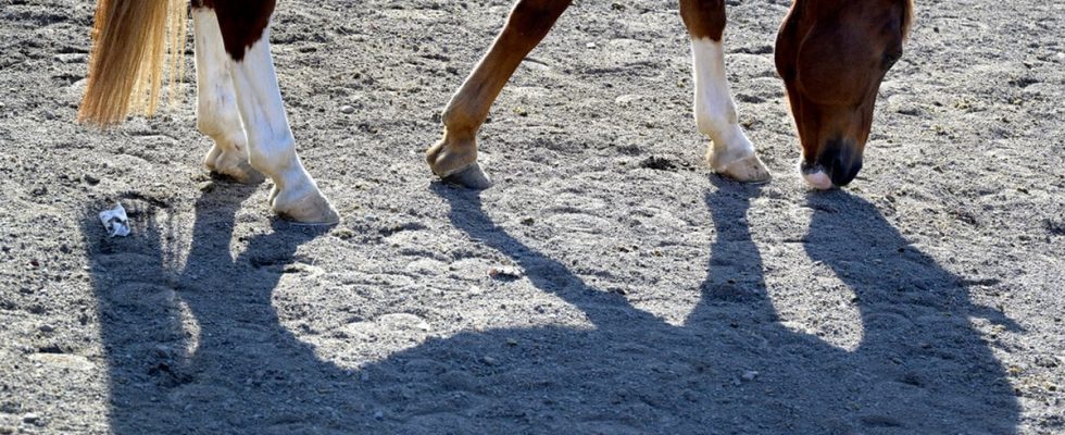 Swedish elite rider is accused of abusing his horses