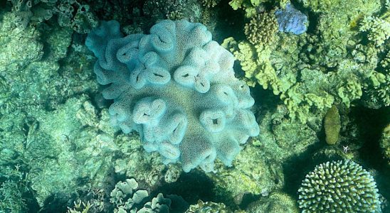 The Great Barrier Reef is undergoing another mass bleaching