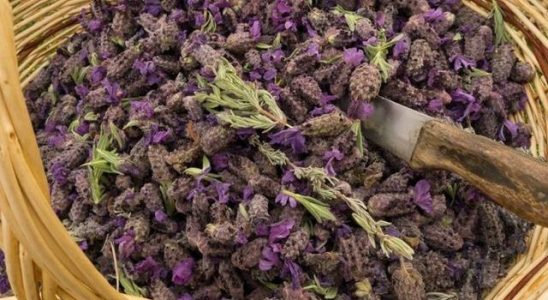 This herb saves you from cigarette addiction It comes to