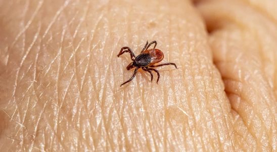 To prevent ticks from infesting your garden there are natural