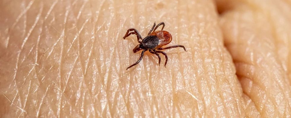 To prevent ticks from infesting your garden there are natural