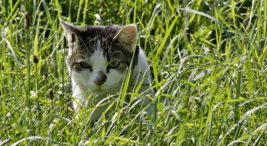 Wooden curfew for cats to protect meadow birds does that