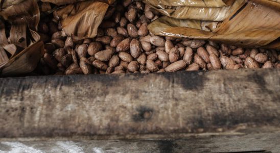 cocoa producers enjoy prices now higher than those of vanilla