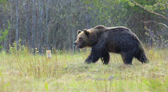 state of emergency declared in Liptovsky Mikulas after bear attack