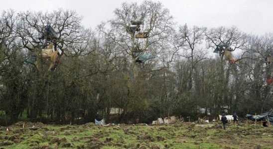 suspension of the felling of the last trees around the