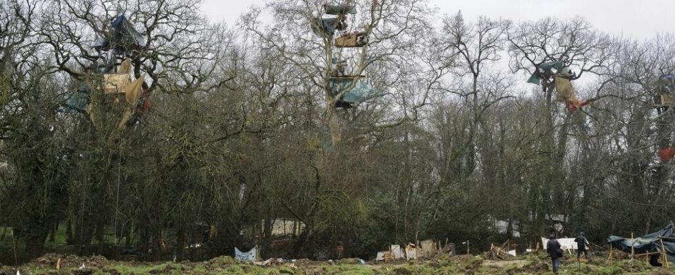 suspension of the felling of the last trees around the