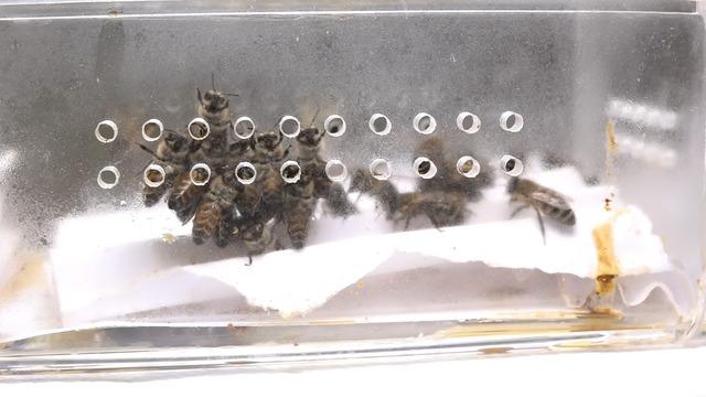 5 thousand years old treatment in Bursa These bees provide