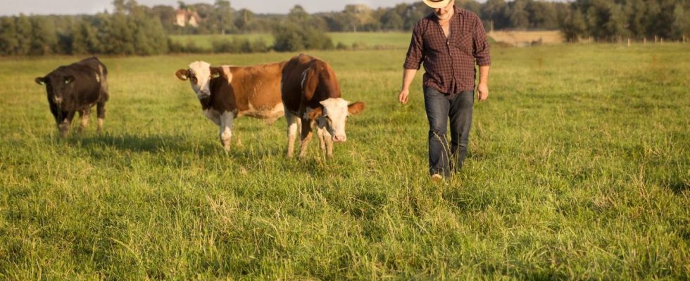 A dairy cow transmits bird flu to a man Should