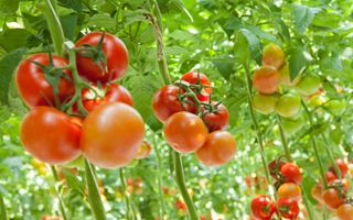 Anicav Tomato derivatives an excellence of Made in Italy