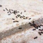 Ants are back this easy and cheap trick will stop