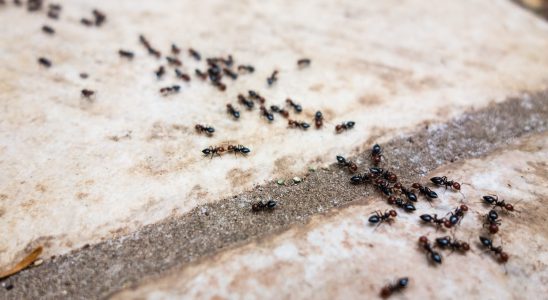 Ants are back this easy and cheap trick will stop