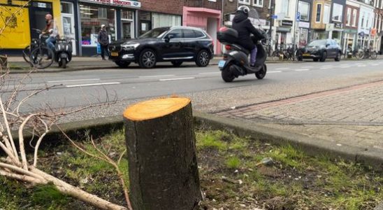Bare place and shame Utrecht residents not happy with tree