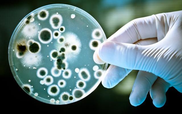 Be careful Deadly bacteria warning Feeds on human blood like