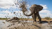 Botswana president threatens to send 20000 elephants to Germany