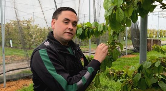 Cherry grower calls on government to review decision This is