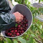 Cherry growers fear Suzuki fruit fly after pesticide ban End