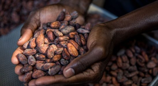 Chocolate more expensive than ever how the industry is trying