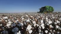 Clothing giants HM and Zara have used Brazilian responsible cotton