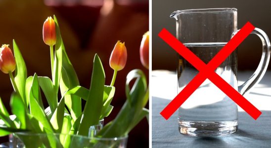 Common Housewife Tricks Can Ruin Your Tulips Kills