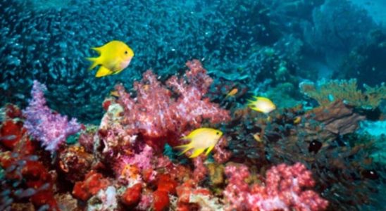 Coral reef survival threatened by new mass bleaching