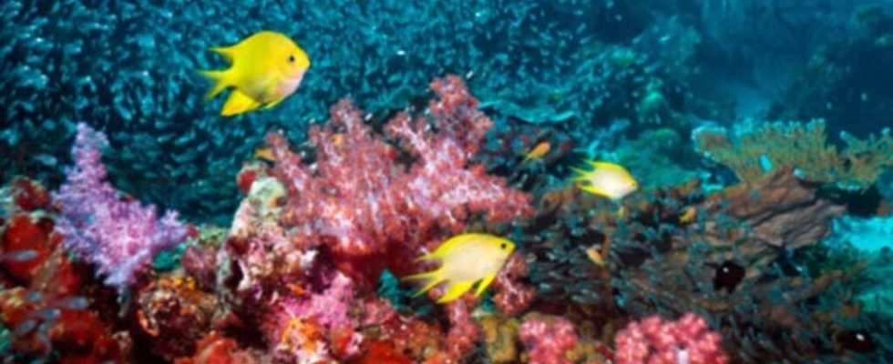 Coral reef survival threatened by new mass bleaching